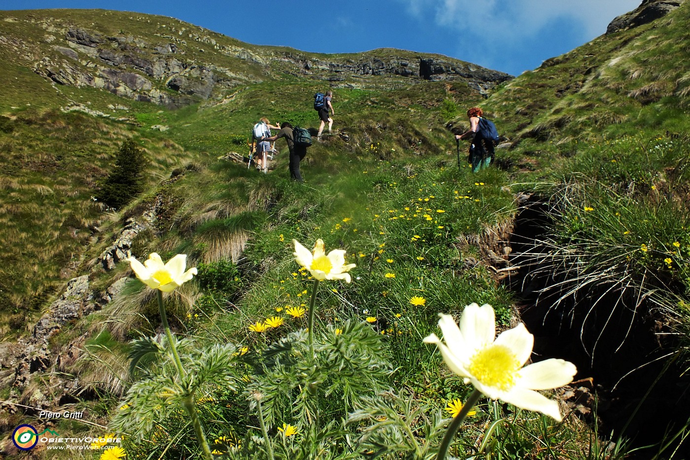 11 Pulsatilla alpina sulfurea.JPG